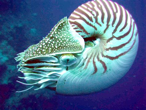 types of nautilus.